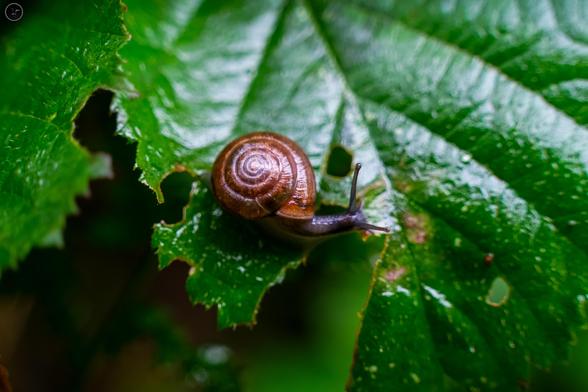 Small brown snail on leaf