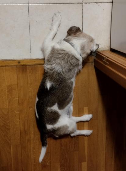 Foto de un perrito visto desde arriba. Parece estirarse entre dos suelos diferentes  pero no del todo