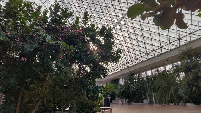 A tall flowering tree inside a large glass pyramid with various other plants in the background.