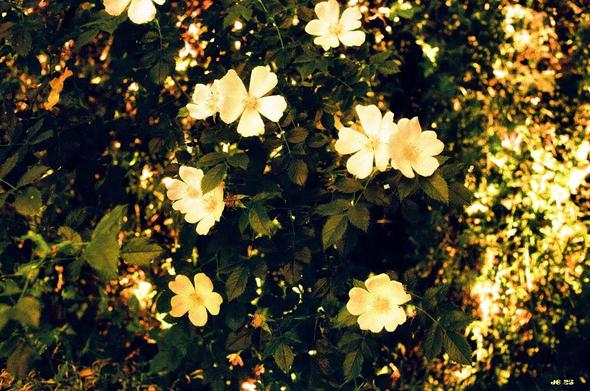 Farbfoto, aufgenommen im Wald in den Abruzzen in Mittelitalien. Blick auf eine Wand aus grünem Gewächs, von der Sonne beschienen, aus dem neun weißliche Blumenblüten hervorstechen. Etwas eigenartige Farben durch den verwendeten Rotskala-Film. Leica R4, 35 mm Summicron, Harman Red.