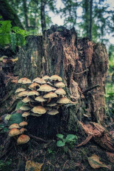 A low-angle, close-up photograph of a large cluster of small, light brown cap mushrooms growing on the side of a decaying, dark brown tree stump in a shaded forest. The stump is rough and textured, with moss and small ferns growing around its base. The background is a soft blur of green foliage and brighter sky.