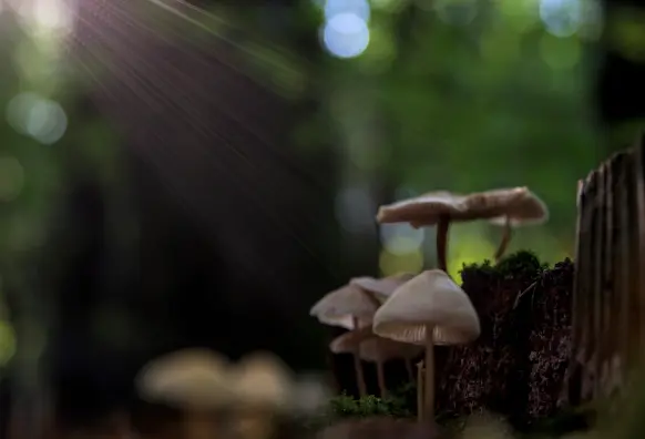 kleine pilze auf einem toten halzstamm werden durchs blattwerk mit kleinen sonnenstrahlen beschienen