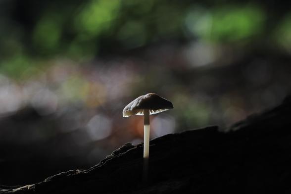 das bild im querformat zeigt einen einzelnen pilz, der auf einem stück holz oder einem baumstamm wächst. der pilz ist von hinten beleuchtet, was ihm ein fast ätherisches aussehen verleiht. der hintergrund ist unscharf und besteht aus grünen und braunen farbtönen, die auf einen wald im herbst hindeuten. der kontrast zwischen hell und dunkel erzeugt eine dramatische und stimmungsvolle wirkung.