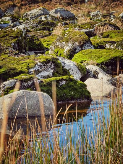 A close-up shot of a small stream flowing between large, pale grey boulders covered in vibrant, emerald green moss. Tall, dry brown reeds stand in the foreground, reflected slightly in the deep blue water. The background shows more rocky, moss-covered terrain under bright sunlight.