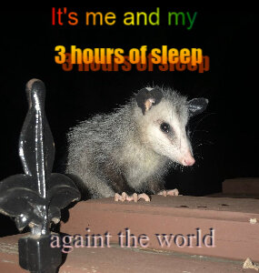 An opossum on a fence in the middle of the night claiming that itst him and 3 hours of sleep against the world