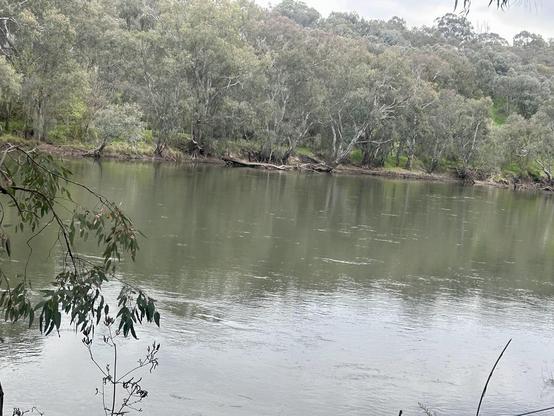 The dull green of the Murray River is filling again after being very low for months. The far bank is a mass of native bush & trees. It was a dull grey sky, but the walk was amazing.