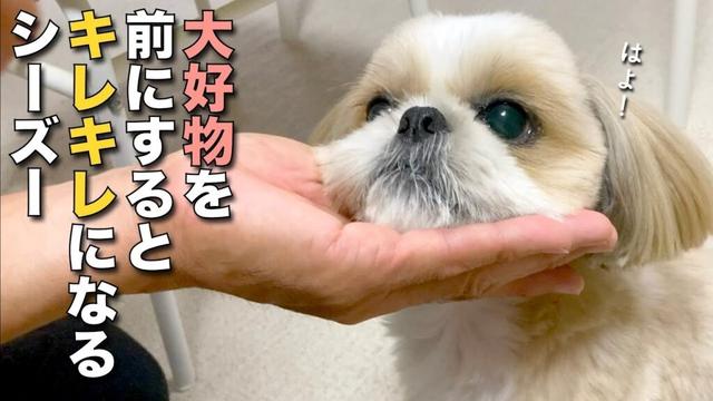 【シーズー】大好物を前にするとキレキレのイヌになるシーズー www（今日のオトンクッキングは、シュワ〜？文旦の炭酸ドームゼリー編）【407】