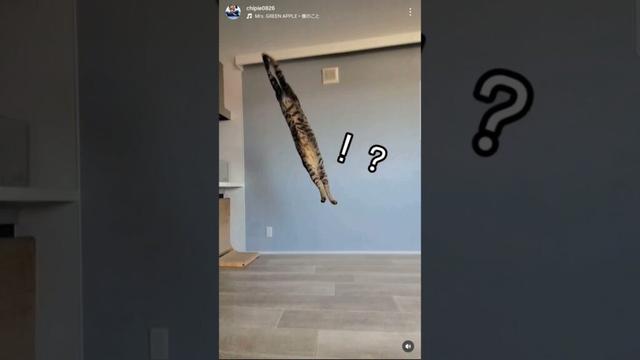 あのとき保護した子猫の今。 #ソマリ #キジトラ #保護猫 #しぴこめ #しぴこめしゃんねる #ねこ #腎不全 #腎臓病 #尿路結石 #ソマリレッド #猫の暮らし