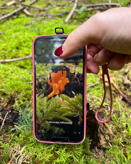 Eine Hand hält ein Telefon, auf dem die Flora-Incognita-App geöffnet ist. Die Person versucht gerade, einen orangefarbenen Pilz in einem Bett aus Moos zu bestimmen. Sie hält das Handy dabei auf den Kopf gedreht.