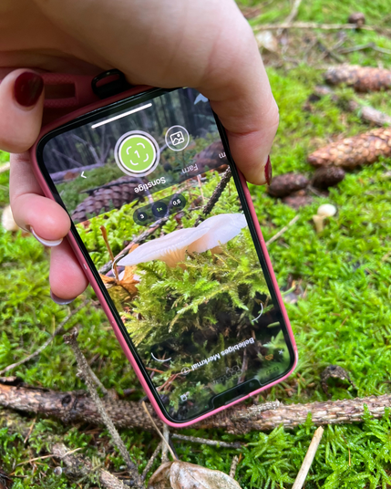 Eine Hand hält ein Telefon, auf dem die Flora-Incognita-App geöffnet ist. Die Person versucht gerade, einen cremefarbenen Pilz in einem Bett aus Moos zu bestimmen. Sie hält das Handy dabei auf den Kopf gedreht.