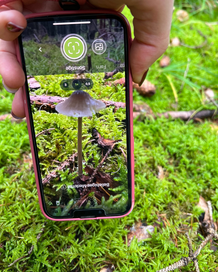 Eine Hand hält ein Telefon, auf dem die Flora-Incognita-App geöffnet ist. Die Person versucht gerade, einen grauen Pilz in einem Bett aus Moos zu bestimmen. Sie hält das Handy dabei auf den Kopf gedreht.