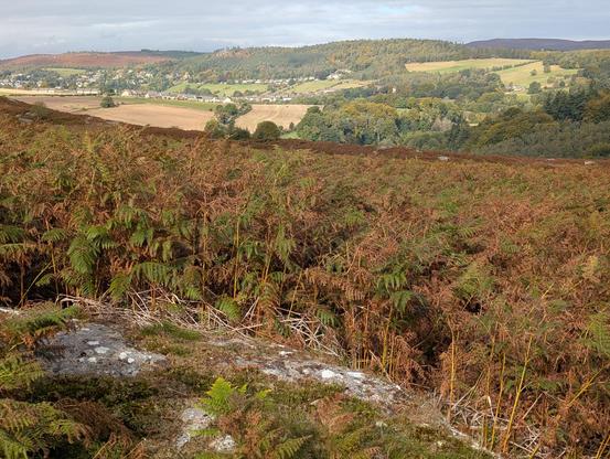 A view from. The access land, the village of Rothbury in the valley past bracken coloured hills and brown fields