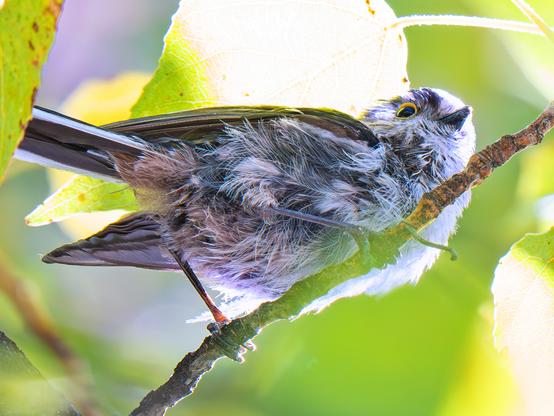 𝗣𝗶𝗰𝘁𝘂𝗿𝗲 𝗗𝗲𝘀𝗰𝗿𝗶𝗽𝘁𝗶𝗼𝗻 (𝗘𝗻𝗴): Close-up shot of a juvenile Common Myth, which has not yet reached its adult plumage, perched on a poplar branch, in a restless attitude, as it is busily searching for bugs to eat.

𝗗𝗲𝘀𝗰𝗿𝗶𝗽𝗰𝗶𝗼́𝗻 (𝗘𝘀𝗽): Primer plano en contrapicado de un Mito Común juvenil, que aún no tiene el plumaje de adulto, posado en la rama de un chopo, en actitud inquieta, pues está buscando afanosamente bichitos para comer.