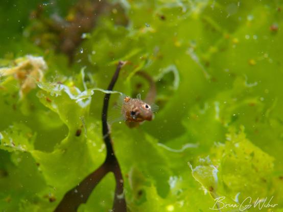 A northern pipefish emerging from some sea lettuce with a tiny snail hat