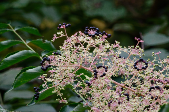 Japanese Angelica tree blooms against deep green leaves - a plethora of tiny white flowers on light pink stems with circlets of tiny purplish-black berries above them, creating a lace-like appearance.