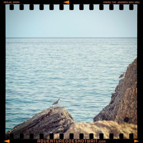 A lone seagull perched on rocky cliffs overlooking the calm, blue Mediterranean Sea near Nerja, Spain, embodying the spirit of organic cotton clothing for coastal adventures.
