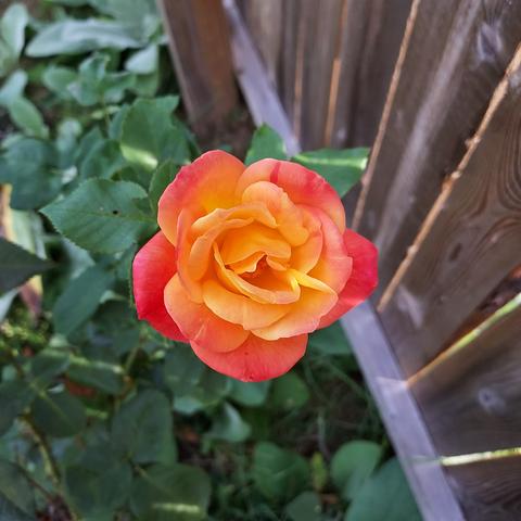 a beautiful rose with reddish-orange outer petals, fading gradually to more orange and yellow towards the center.