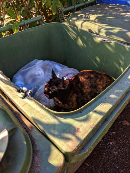 A tortoiseshell cat is curled up inside a green outdoor waste bin, resting on a white plastic bag. The cat has its tongue out, licking its mouth, and appears relaxed. The bin is positioned outdoors, with sunlight filtering through nearby foliage, casting dappled shadows on the bin’s lid and sides. The scene captures a quirky moment of a cat finding an unusual spot for a nap, surrounded by the contrast of urban and natural elements.