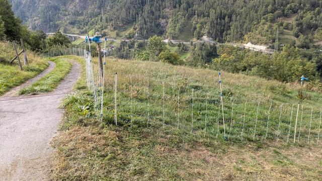 Ein aufgestelltes Weidenetz mit zusätzlichen Fiberglaspfählen. Zwei Litzen müssen noch obendrüber, damit wir auf die angestrebte Höhe von 140cm kommen.
