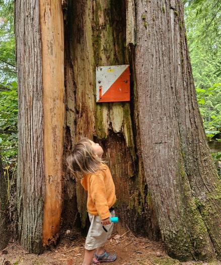 A young child wearing an orange hoodie and tan shorts looks upward at an orienteering flag attached to a large tree with a partially hollowed trunk, holding a blue flashlight in their right hand.