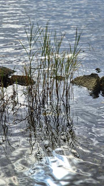 Blick auf eine spiegelnde Wasserfläche mit leichtem Wellengang. Im Zentrum ist Seegras zu sehen, das sich im Wasser spiegelt. Rechts und links davon ragen Steine aus dem Wasser. Es ist ein Spiel aus Licht, Dunkelheit und Schatten.