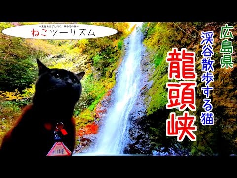 【猫と旅行】『龍頭峡』を散歩する黒猫※無言動画【広島県】
