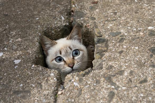 写真家 五十嵐 健太の飛び猫10周年記念「島猫そらら写真展」を10月2日から新宿マルイアネックスで開催｜ニューズウィーク日本版 オフィシャルサイト