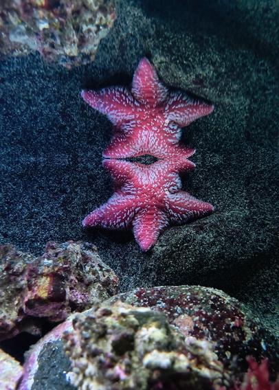 Zwei leuchtend pinkfarbene Seesterne, die untereinander sich berührend an einer Felswand sitzen.

Two bright pink starfish sitting on a rock face, touching each other.