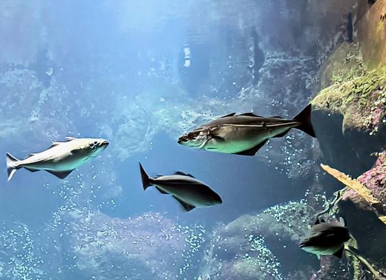 Drei verschiedene Fische, die im erleuchteten Wasser eines Meerwasseraquariums in der Nähe einiger Felsen schwimmen.

Three different fish swimming in the illuminated water of a seawater aquarium near some rocks.