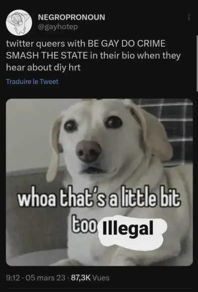 Picture of a twitter post above saying "Twitter queers with BE GAY DO CRIME SMASH THE STATE in their bio when they hear about diy hrt" and a picture of a white dog (golden retriever?) And text saying whoa that's a little bit too illegal