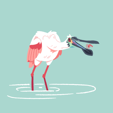 A painting of a roseate spoonbill standing in some shallow water, facing the viewer, tossing a shrimp back into its bill.