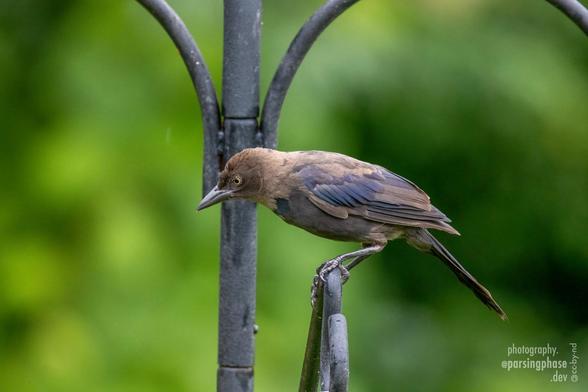 A pale brown grackle is just starting to get the adult blue-purple in its wings as it perches on a feeder pole.