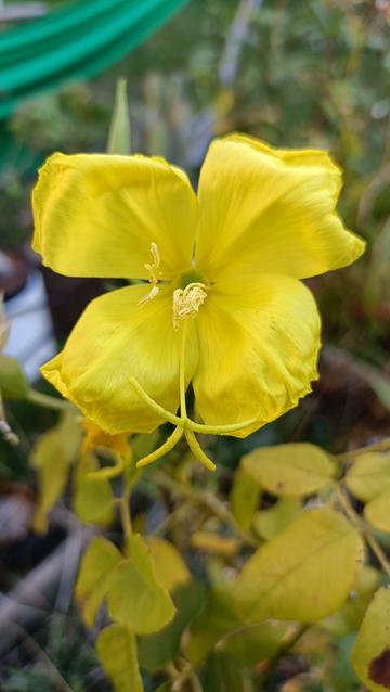Fleur d'onagre
