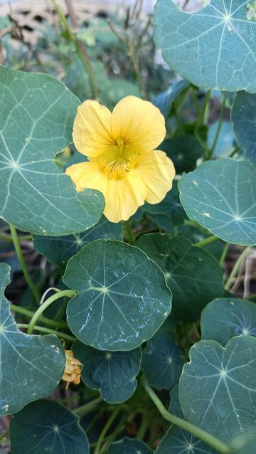 Fleur de capucine