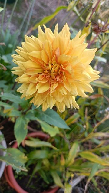 Dahlia