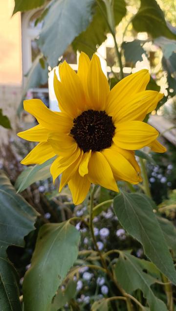Tournesol
