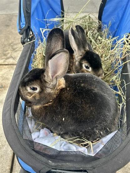 Mabel and Mona the rabbits sit in an open carrier with some hay. They're mostly black with some tan on their faces and tan can be seen subtly under some of the black on their bodies. They have tall ears. Mabel is in the foreground but Mona's face can be seen behind her