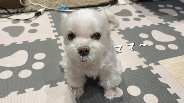 愛犬の体調が悪いのかと思わず焦ってしまいました…