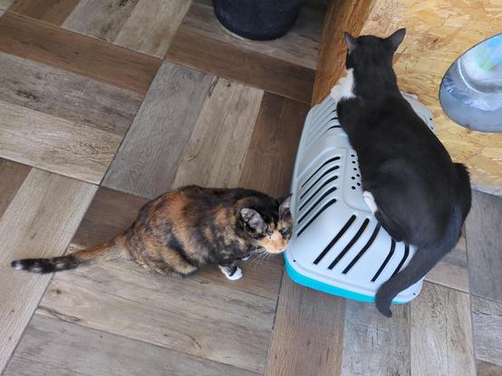 Jaula de gato con gato dentro y dos gatos rondando: uno acostado encima de la transportadora y otro oliendola.