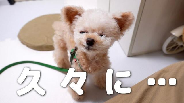 テラスで食事したら寒かった・・・【トイプードル】