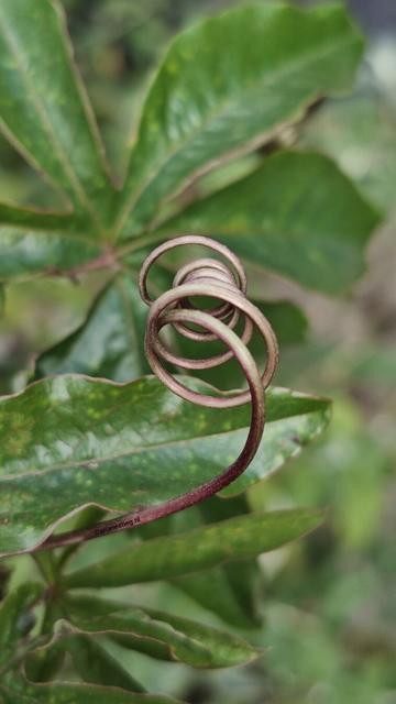 Het krullende grijporgaan van de passiebloem
Das gelockte Greiforgan der Passionsblume