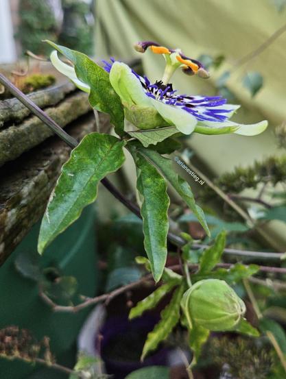 Een bloeiende passiebloem en daaronder is er nog eentje in de knop
Eine blühende Passionsblume und darunter eine Knospe selbiger