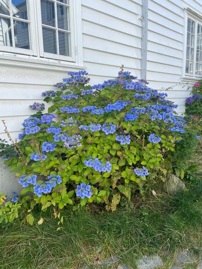 A hydrangea bush against a white painted wooden slat house wall, with grass below.  It has extremely vivid blue flowers