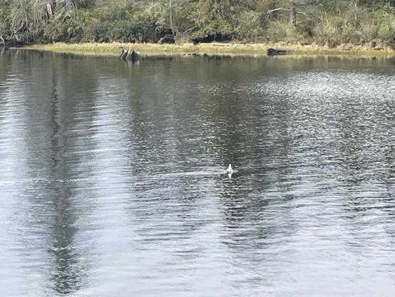 I see is swimming in the middle of the river channel. The flow of the water is against him so he's creating quite awake even though he's not actually moving lol