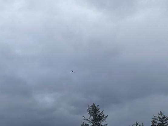 a bald eagle 🦅 flies I in the sky against the gray clouds