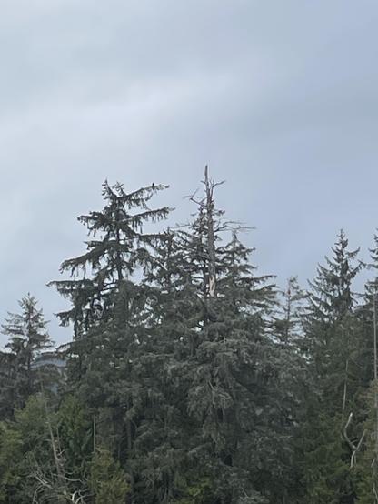 A black raven sits at the top of a fir tree looking toward us