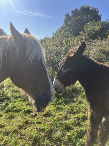 Bretagne ma jument de trait #bretonne et Merlin notre baudet du #Poitou