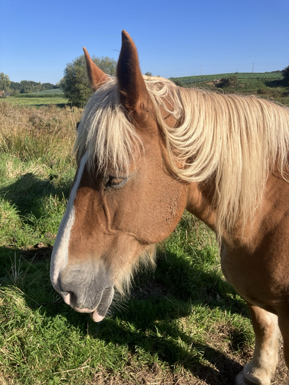 #Bretagne ma jument de trait bretonne