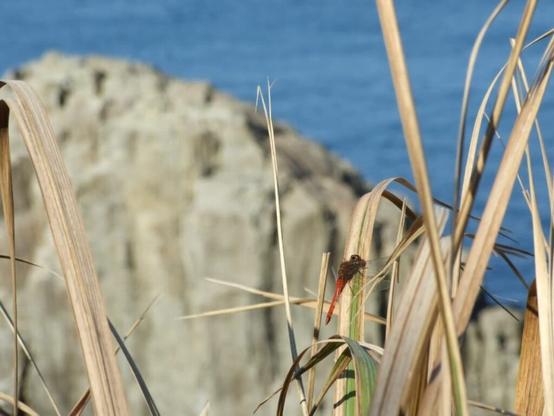 秋に行きたい「福井県の温泉地」ランキング！ 2位「東尋坊三国温泉」を抑えた1位は？【2025年調査】 - All About ニュース