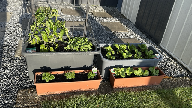 Early morning sunshine on for small planters containing vegetables, two smaller rectangular brown planters in front of two larger grey ones. The small planters contain lettuce and parsley, the large ones silver beet, lettuce, radish and one tomato plant.